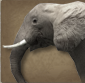 Bestand:Olifant2.png